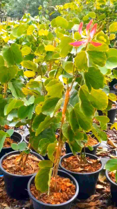 ชงโคออสเตรเลีย สีแดง กระถาง 11 นิ้ว (กทม)