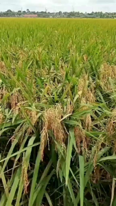 benih padi sanggaru 01 kemasan 1kg kualitas unggul