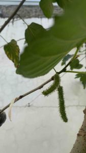 WHITE HIMALAYAN MULBERRY LIVE PLANT 3ft 100% Buhay na at ready to transplant pwede sa pot/containers itanim
