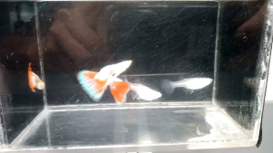 Sky Red 1 pair