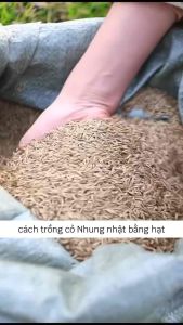 Hạt Giống Cỏ Nhung Nhật -Cỏ Sân Vườn(Gói 10gram)- Loại Cỏ Trồng Nền Dễ Sống Và Dễ Chăm Sóc