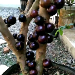 Bibit anggur BRAZIL super unggul