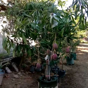 Bibit mangga MIYAZAKI hasil okulasi