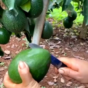 Bibit alpukat MENTEGA JUMBO hasil okulasi cepat berbuah