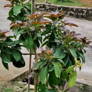 Bibit alpukat RED VIETNAM original