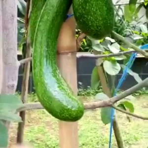 Bibit alpukat KELUD hasil okulasi