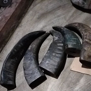 tanduk kerbau super padatan pull padat 30cm up tanduk betina tua tanpa lubang bahan gagang parang juga golok