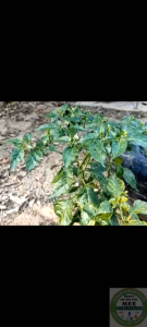 ปุ๋ยน้ำ ปุ๋ยดอก ผสมเทียมดอก สารออกดอก ดอกเยอะ ดอกทุกช่อ ติดดอก ติดผลดก ขั้วเหนียว ดอกสมบรณ์ ดอก ผล กิ๊ก Gig มี2ขนาด