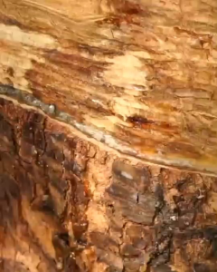 มองโกล ผลิตภัณฑ์ทาหน้ายางพารา บำรุงต้นยางพารา