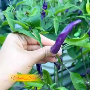 [Virladia Seeds] Biji Benih tanaman Cabe Ungu Masquerade