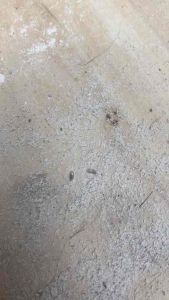 Bột rắc lông progard mùi thơm nhẹ nhàng trị ve rận chó chó mèo