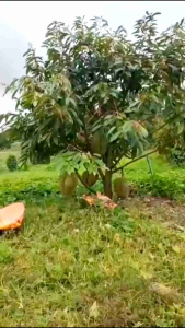 ปุ๋ยทุเรียนเกรดพรีเมี่ยม อินทรีย์เคมี อะมิโน ฮิวมิก ฟลูวิค ตัวเดียวมีครบทั้งธาตุอาหารหลัก รอง เสริม ผสมเชื้อไตรโคเดอร์มา