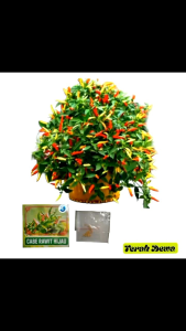 Bibit Cabai Rawit Hijau Super Unggul Terah Dewa Original Premium (15 butir) Jaminan Mutu