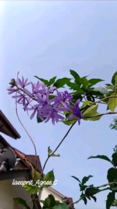NEW_Real plant Petrea Volubilis/Anak Pokok Wisteria Sandpaper紫砂藤花苗