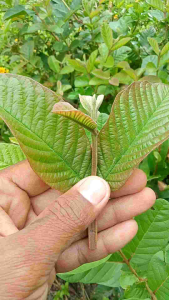 Daun Jambu Biji Muda Pucuk Segar Spesial (Kemasan 250 Gram)