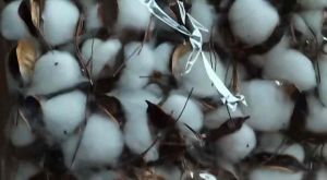 Quả thông khô quả thông trang trí Giáng sinh trái châu noel trái châu giáng sinh đầu bông tráng trí