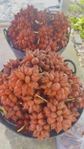 สละสุมาลี หวานๆ ของแท้ป่าบอน พัทลุง ลูกโตๆ จัมโบ้ ต้นไม้