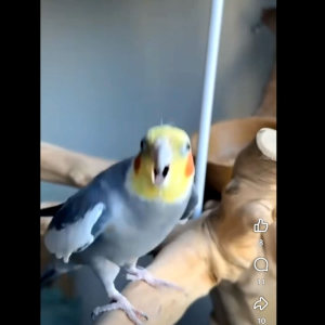 Tangkringan burung kayu kopi /angkringan burung paruh pendek ukuran 25-40cm