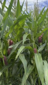 ต้นข้าวโพดฝักอ่อนสดติดฝัก ตัดลำต้นสูง 100 ซม - 120 ซม. จัดชุดละ 10 ต้น ตัดสดใหม่