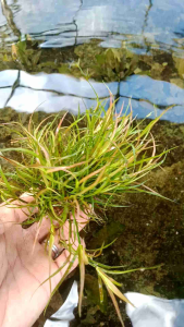 Juncus Repens Tanaman Aquascape Wabikusa