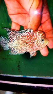 (10pcs) cencu fries local breed flowerhorn fish pellet trained