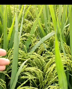 Benih Padi Super IR MUTIARA Kemasan 5Kg
