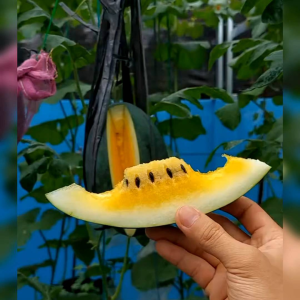 10 BIJI BENIH SEMANGKA KUNING LEGYTA (REPACK)