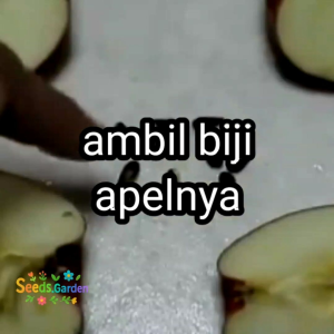 5 BUTIR BIJI/BENIH TANAMAN APEL FUJI MERAH