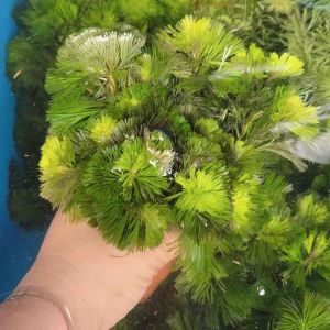 สาหร่ายหางกระรอก พร้อมกระถาง (5 แถม1)ช่วยให้ร่มเงา เป็นอาหารให้ปลากิน เป็นที่หล่มภัยปลา