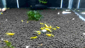 🍀Ready Stock 🍀5pcs Yellow Golden back shrimp Neocaridina shrimp aquarium