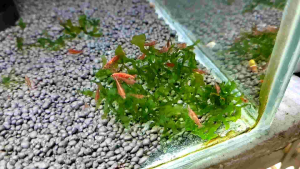 🍀Ready Stock 🍀 10pcs Red cherry shrimp aquatic