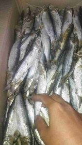 Ikan Asin PEDA JAPUH sero juhi 1kg terlaris dan termurah