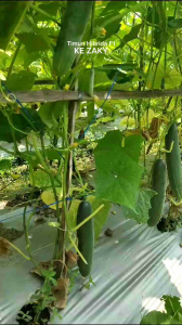 (BELI 5 LEBIH HEMAT) Benih Timun BESAR LURUS Hibrida F1 KE ZAKY 20 gram (±880 biji) Tahan Virus Benih Premium | Bibit Ketimun Rujak Besar | Biji Mentimun Hijau Gelap | Timun Jepang Panjang Super | Ketimun Hijau |Timun Metavi | Timun Hercules timun mira