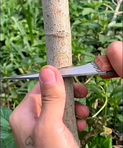 เทปพันกิ่งไม้ พันกิ่งทาบ พับเสียบกิ่ง ต่อกิ่ง