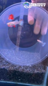 🔥CKH Aquatic🔥 Guppy Albino Platinum Dumbo 孔雀鱼白子白金大耳