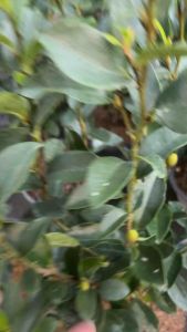 #จำปาแขก #Banana Shurb/Port Wine Magnolia ชื่อวิทยาศาสตร์: Magnolia figo (Lour.) DC #ต้นจำปี #ต้นไม้โบราญ #ไม้หอม จำปาแขก/Banana Shurb/Port Wine Magnolia ชื่อวิทยาศาสตร์: Magnolia figo (Lour.) DC. วงศ์: Magnoliaceae ประเภท: ไม้พุ่ม ความสูง: 1 – 2.50 เมตร