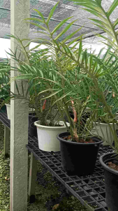 ทอร์ทัม (Philodendron Tortum)