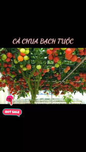 Cây giống cà chua Bạch Tuộc leo giàn trái to tán lan rộng tạo bóng mát cây sống lâu năm năng suất cao