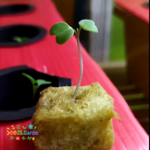 MEDIA TANAM ROCKWOOL CUTLINE IMPORT 18 KOTAK