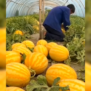 10 BIJI BENIH SEMANGKA KULIT KUNING DAGING MERAH GOLDEN RED