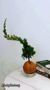 Kokedama Dragon Pine Bonsai / Taiwan Juniper Moss Ball | Indoor Desk Plant | Japanese Zen Decor | Letsplant 苔藓苔玉球盆栽