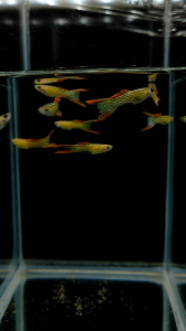 (Pair) Red Lace Double Sword Guppy - Lazada