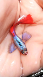 [Buy 3pair Free 1pair ] Platinum Dumbo Ear Guppy Live Fish Aquarium - 1pair