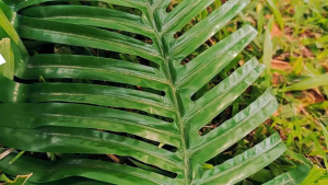 Cetak Foto Polaroid 1 Hari Jadi 25 Lembar 2R Glossy Tebal 260 Bisa COD+Free Ongkir