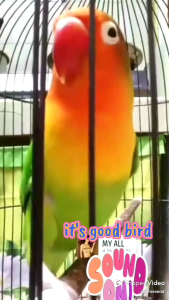 Extra Kenceng Lovebird. D0ping Alami Burung Lovebird.