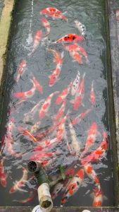 TOP PREMIUM GRADE 12-14” sizes ( JAPAN BLOODLINE )  5pcs at RM1600 + shipping RM100 ( 3 XL BOX ) - RANDOM PICKS BY SIFU FARMER