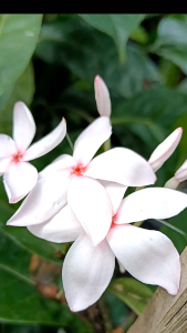 พุดพวงดวงใจ กระถาง 11 นิ้ว ดอกดกเป็นพุ่ม ก้อน สวย (กทม)