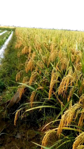 BENIH/BIBIT PADI SIAM-SIAM LOKAL AROMATIC 5KG