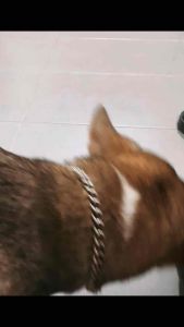 Handmade Soap for Dog with Gromwell Root & Natural Oils – Gentle Cleanse for Sensitive Skin Soothes & Nourishes Promotes Healthy Coat Chemical-Free