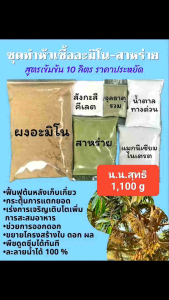 อะมิโนสาหร่าย สูตรทำเองแบบ 10 ลิตรราคาประหยัด ช่วยให้พืชโตเร็วติดดอกติดผลดีผลโตเร็ว